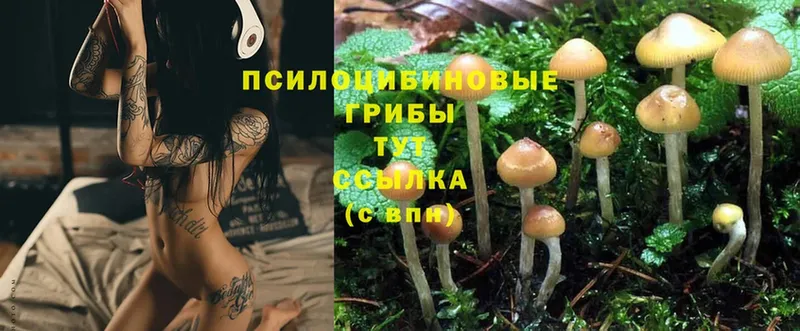 omg сайт  Дудинка  Галлюциногенные грибы Psilocybe 